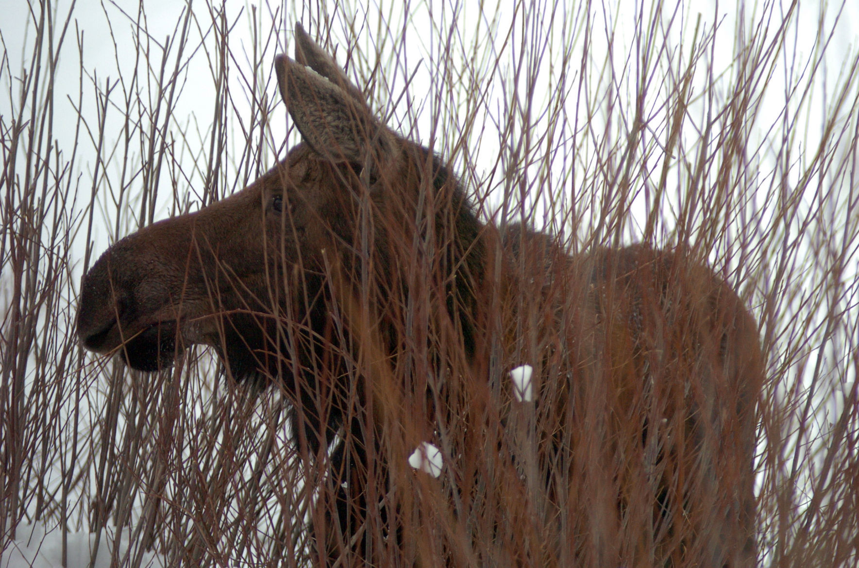 Yellowstone moose
